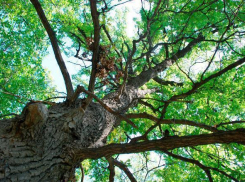 Волгоградцам до 13 августа запретили лесные прогулки