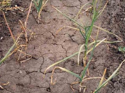 Под Волгоградом неизвестные лишили плодородия более 6000 кв. м. почвы лесного фонда