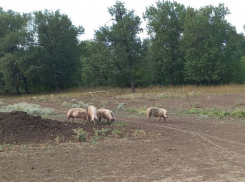 «На острове Сарпинский свиньи-каннибалы продолжают гулять»: волгоградец опасается новых жертв