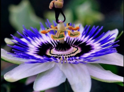 Волгоградские ботаники привезли в город редкие растения из США