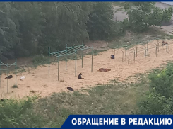 Собаки захватили спортплощадку у гимназии в Волгограде: видео
