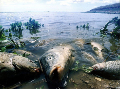 В водоемах Волгоградской области снова массово гибнет рыба