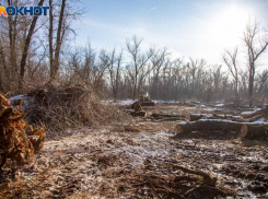 Вырубку леса в элитном поселке под Волгоградом проверяет природоохранная прокуратура