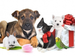 Бизнес-леди из Волгоградской области продавала через интернет несуществующих животных 