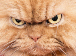 Топ-5 главных раздражителей волгоградцев