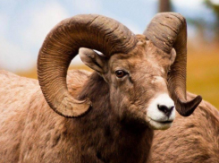 Одни козлы и бараны остались в Волгоградской области