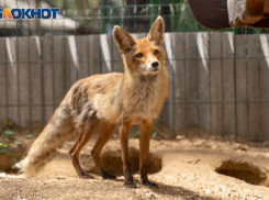 Незваная гостья со смертельным вирусом ворвалась к волгоградцам