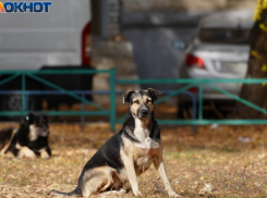 В Волгоградской области будут ловить бродячих собак