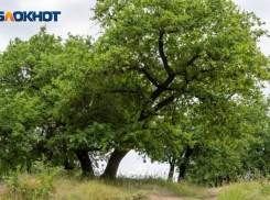 Волгоградец вступился за стройку, ради которой срубят дубы в волгоградской пойме