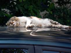 В лунный праздник жара дойдет до 42 градусов в Волгоградской области