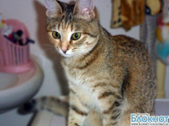 Кошка Фока может стать самой красивой в Волгограде