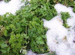 В Волгоградской области перед Новым годом зазеленела петрушка 