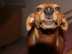 Волгоградцев атаковали бездомные собаки и агрессивные вороны