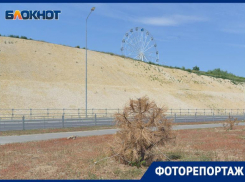 Кладбище из деревьев вблизи рокадной дороги показал волгоградский фотограф