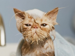 Без горячей воды на двое суток остались Советский и Дзержинский районы Волгограда 