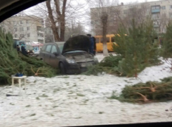 Иномарка влетела в елочный базар на юге Волгограда: пострадали только елки