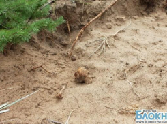 Под Волгоградом нашли останки неизвестного солдата