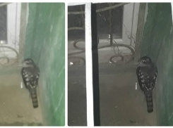 Волгоградка с мужем спасли от смерти занесенного в Красную книгу сапсана