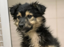 Волгоградцев просят спасти попавшего под железнодорожную стрелку маленького щенка