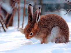 Второй убитый заяц стал роковым для жителя Волгоградской области