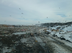 Самолет Москва-Волгоград едва не рухнул из-за птиц на свалках