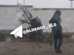 Массовую вырубку сосен заметили в Волгограде 