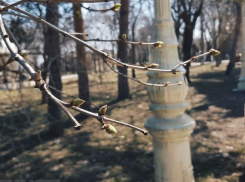 Дожди с грозами и жуткий ветер пришли в Волгоградскую область