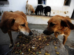  На уничтожение 40 бездомных собак в Волгоградской области чиновники потратят больше 100 тысяч рублей