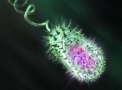 Роспотребнадзор рекомендовал волгоградским больницам быть готовыми к холере