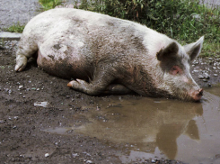 В Волгоградской области зафиксирован падеж свиней