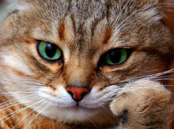 Погода в Волгограде не изменится еще несколько дней