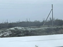 Спасательную операцию ради лебедя объявила волонтер в Волгограде