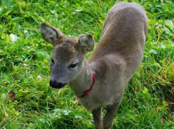 Маленькую косулю обнаружили без сознания рядом с детским садом в Волгограде