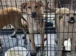 В Волгограде объявились живодеры, вспарывающие собакам животы