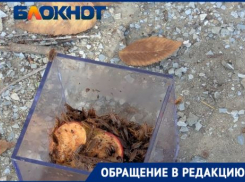 «Подбрасывают специально»: жуткое нашествие тараканов зафиксировано в центре Волгограда 