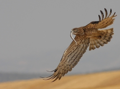 Под Волгоградом в природном парке обнаружен исчезающий вид пернатых хищников