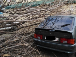 Дерево упало на «девятку» из Саратова на западе Волгограда