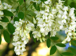 В Волгограде высадят почти 500 тысяч акаций