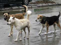 Администрация Волжского уничтожит 200 собак за миллион рублей