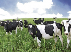 Волжская колония купит 10 дойных коров за 450 тысяч, чтобы поить парным молоком осужденных 