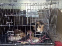 9-летнюю собаку-инвалида оставил умирать на улице волгоградец