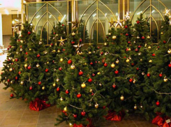 На юге Волгограда бизнесмен пытался у чиновника купить точку для продажи елок