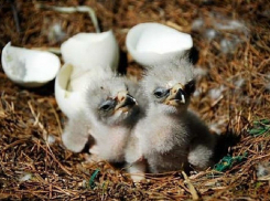 Туристы санатория «Эльтон» чуть не убили птенца степного орла