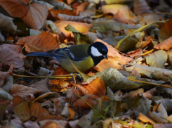 Седой дятел и большая синица: лучшие осенние кадры птиц под Волгоградом