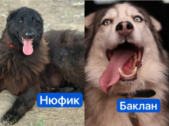 Бездомных собак из Волгограда отправляют в Европу