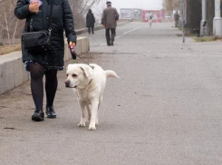 Волгоградцев хотят наказывать за плохое содержание домашних животных