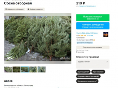 Трехметровыми елками по 210 рублей торгуют в Волгограде