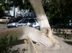 В Волгограде поваленное дерево во время шторма придавило женщину