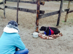 Волгоградка спасла питбуля, выкинутого мужем и свекровью тайком на мороз