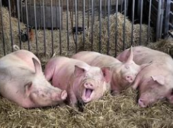 Волгоградец оплатил долг по алиментам свиньями 